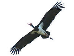 Black Stork