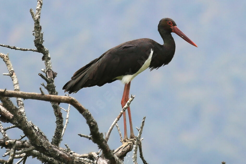 Black Stork