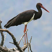 Black Stork