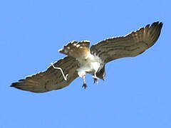 Short-toed Snake Eagle