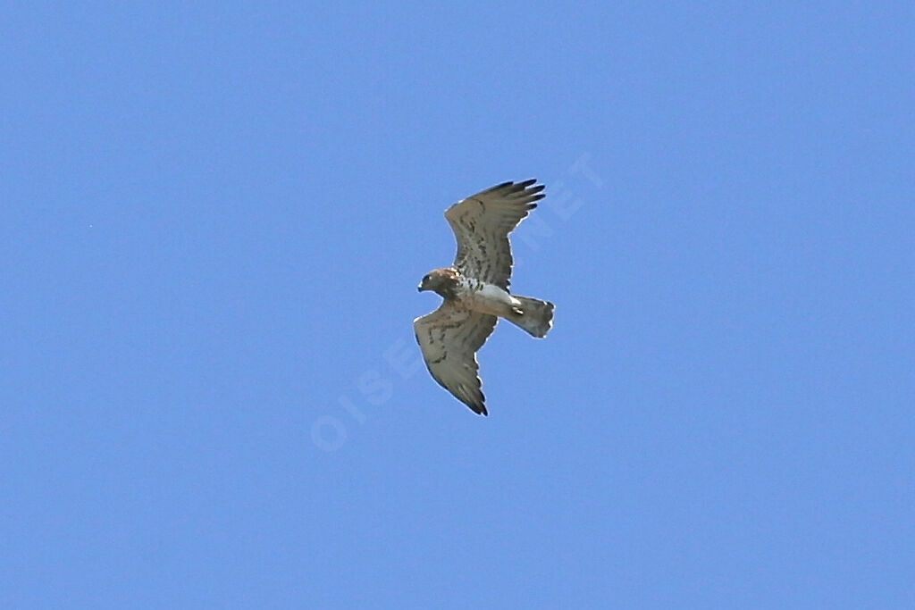 Short-toed Snake Eagle