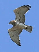 Short-toed Snake Eagle