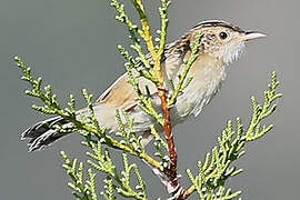 Zitting Cisticola