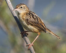 Zitting Cisticola