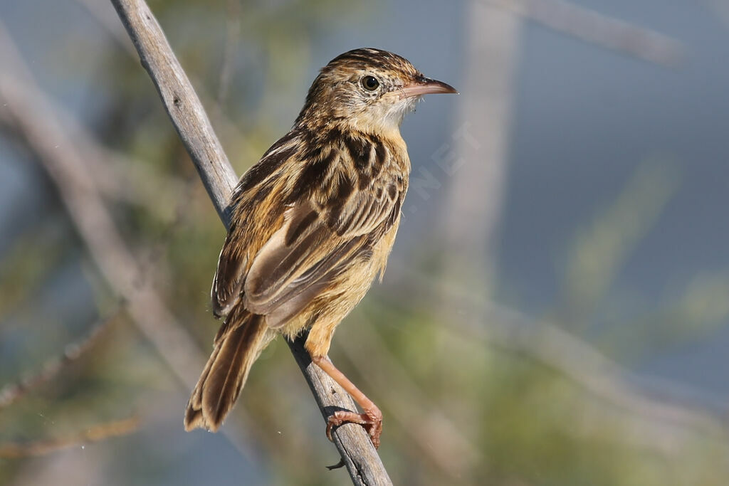 Zitting Cisticola