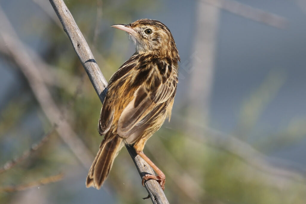 Zitting Cisticola