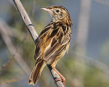 Zitting Cisticola