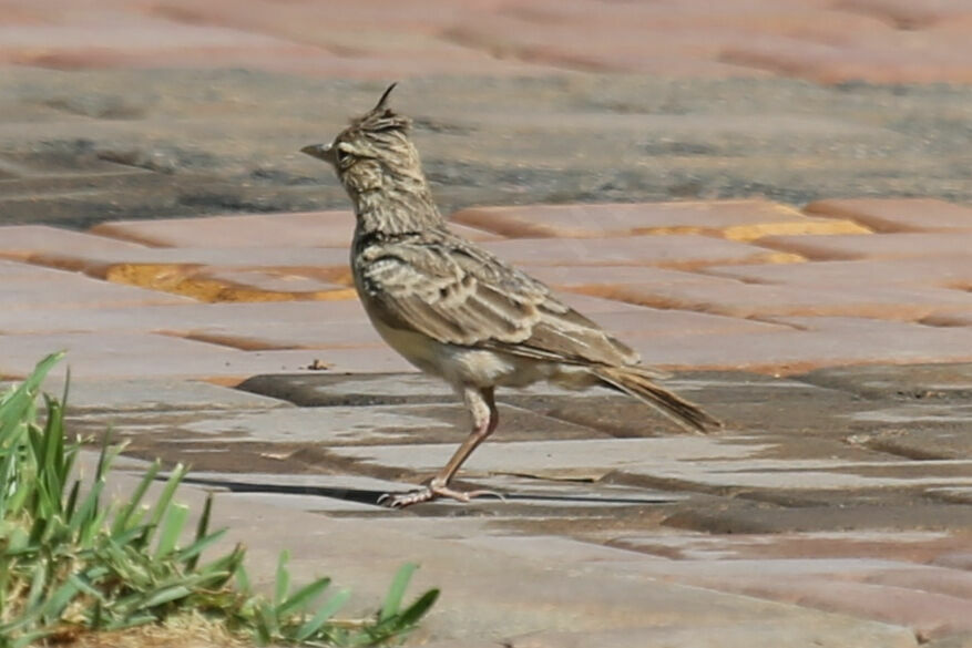 Maghreb Lark