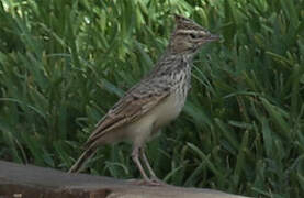 Maghreb Lark