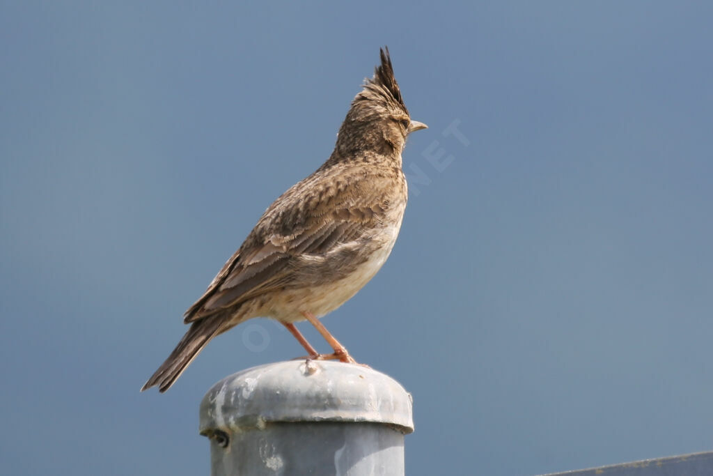 Crested Lark