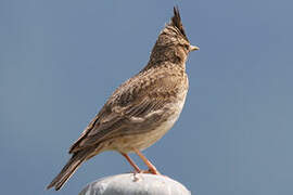 Crested Lark