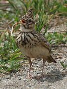 Crested Lark