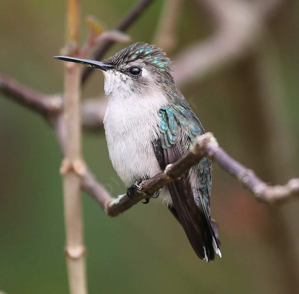 Colibri d'Elena