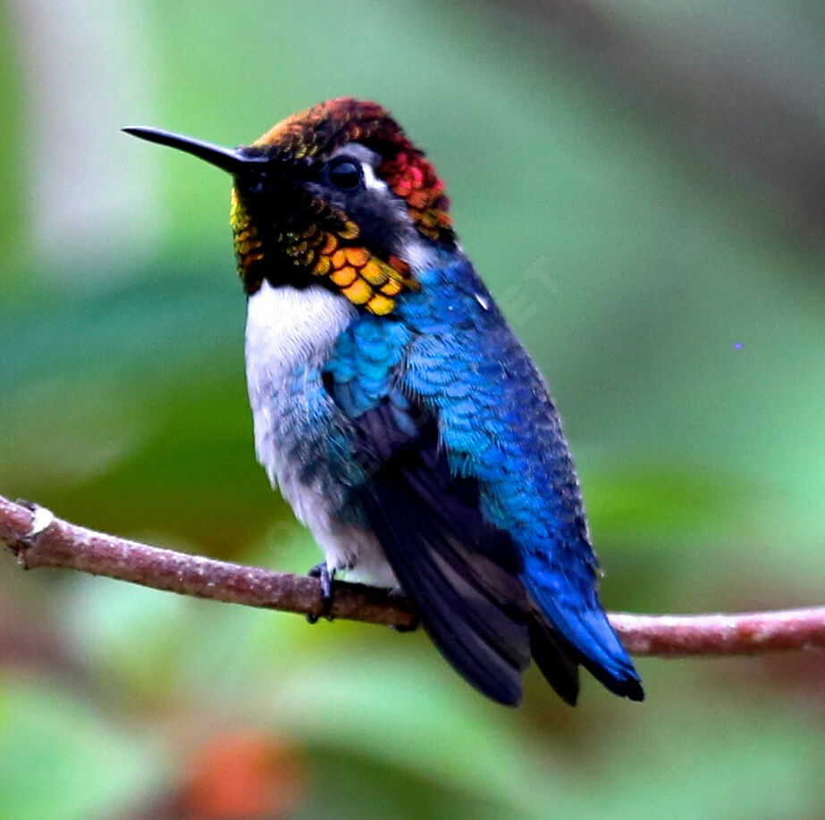 Colibri d'Elena