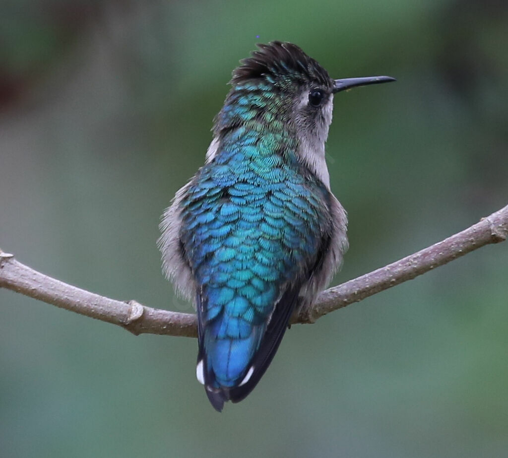 Colibri d'Elena
