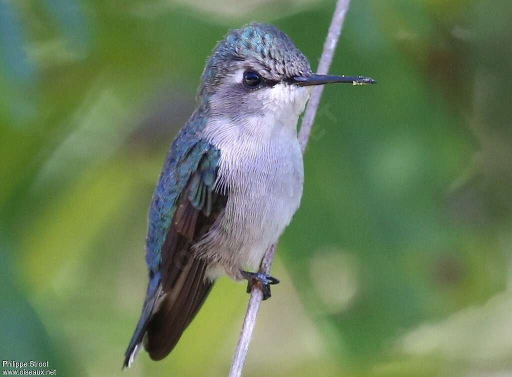 Colibri d'Elena adulte