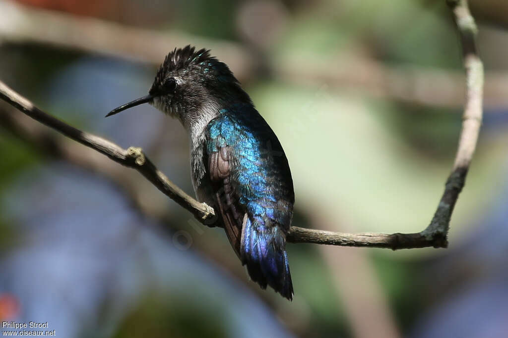 Colibri d'Elena adulte