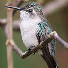 Colibri d'Helen