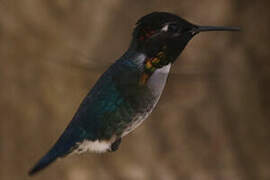 Bee Hummingbird