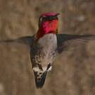 Colibri d'Helen