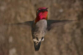 Bee Hummingbird