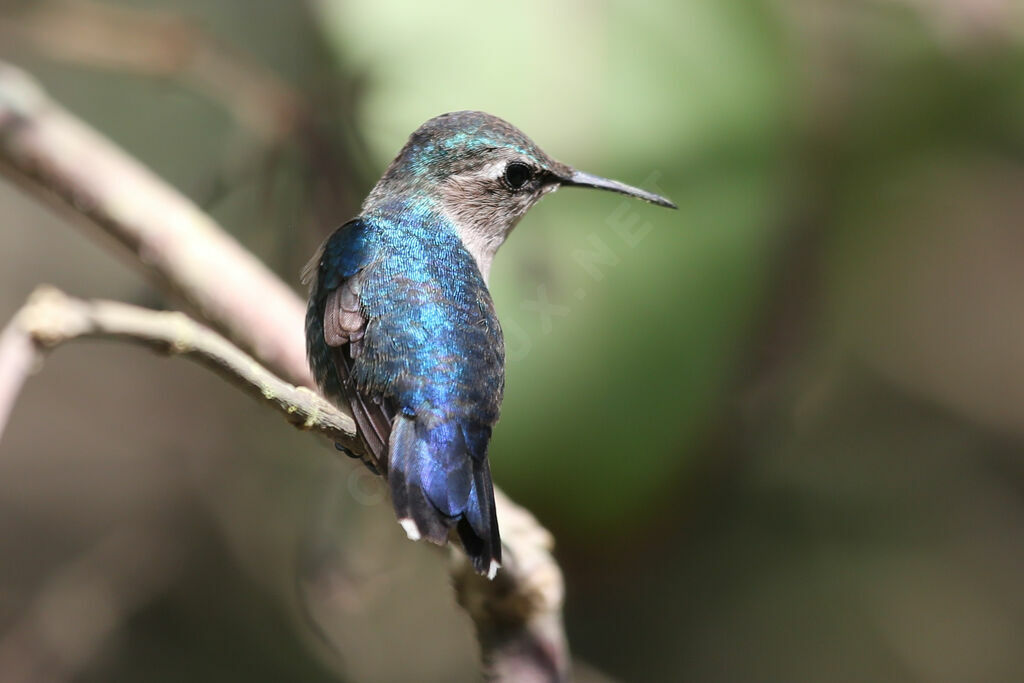 Colibri d'Helen