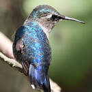 Colibri d'Helen