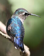 Bee Hummingbird