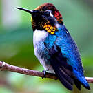 Colibri d'Helen