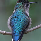 Colibri d'Helen