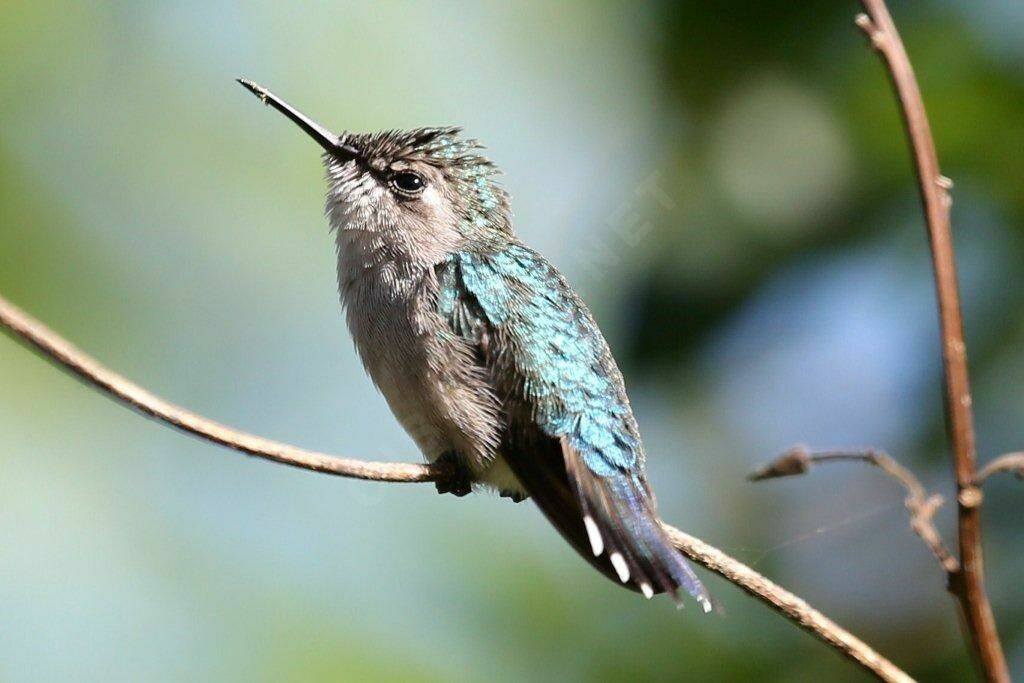 Colibri d'Helen