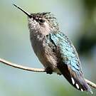Colibri d'Helen