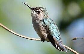 Bee Hummingbird