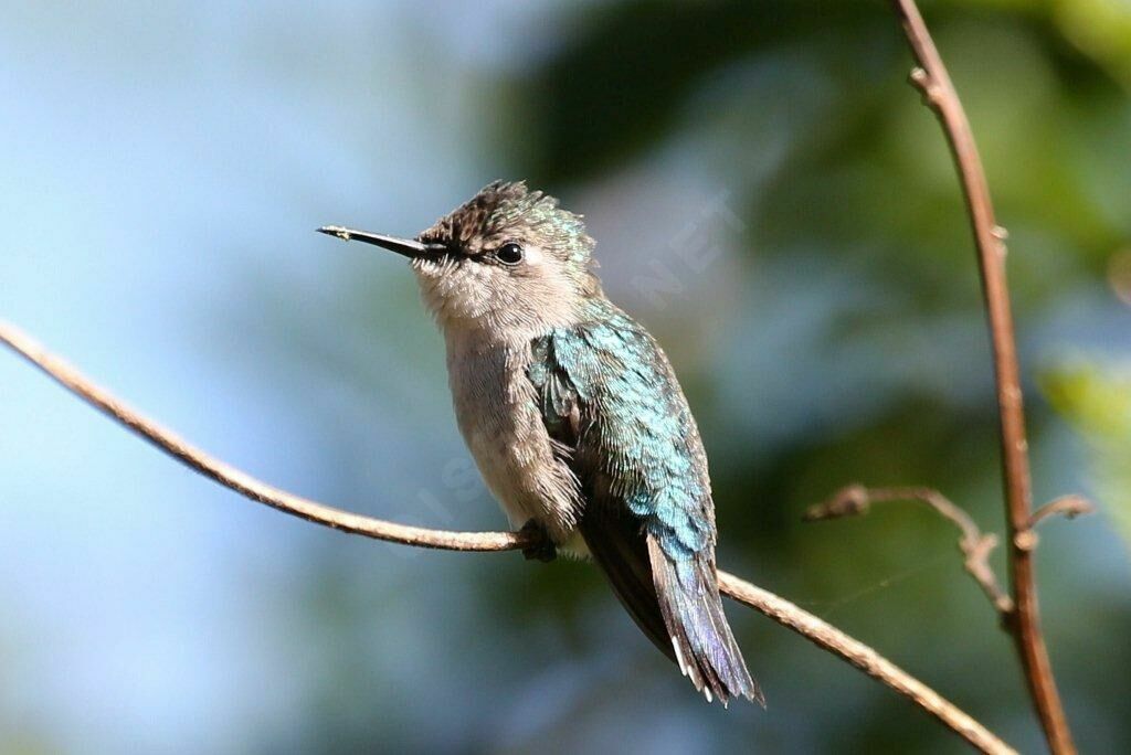 Bee Hummingbird