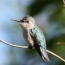 Colibri d'Helen