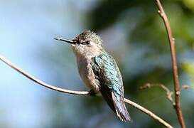 Bee Hummingbird