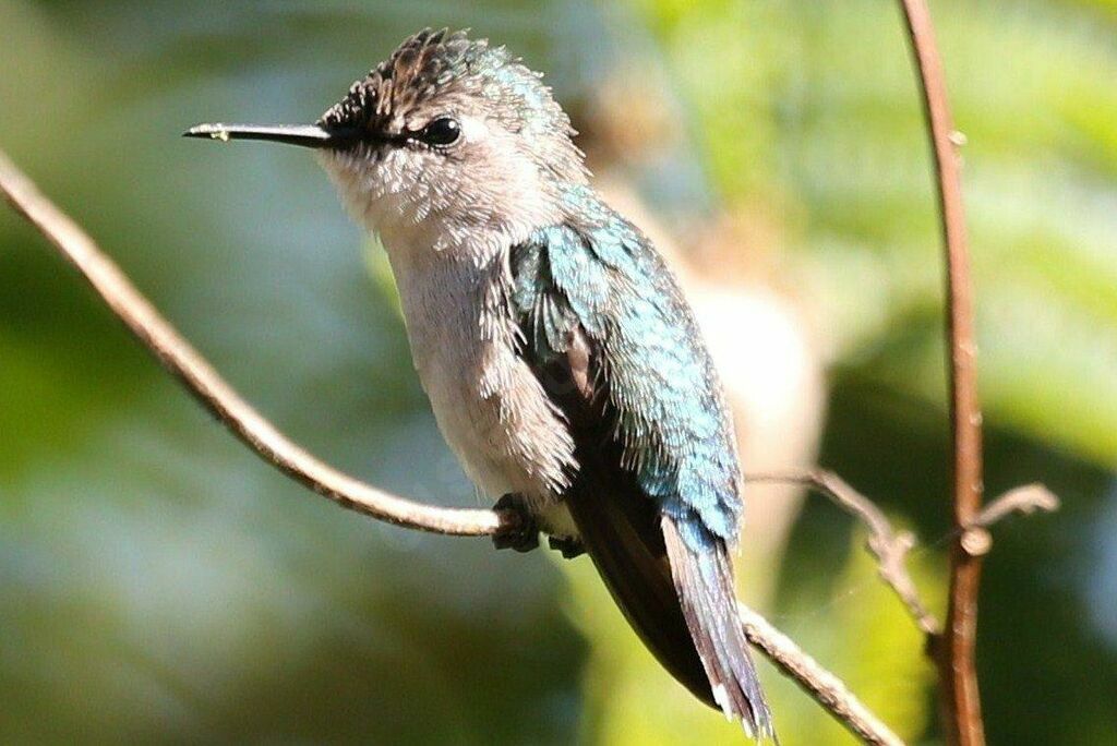 Bee Hummingbird