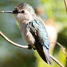 Colibri d'Helen