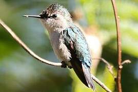 Bee Hummingbird