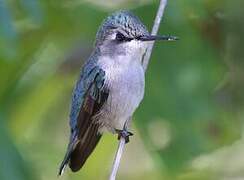 Bee Hummingbird