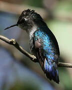 Bee Hummingbird