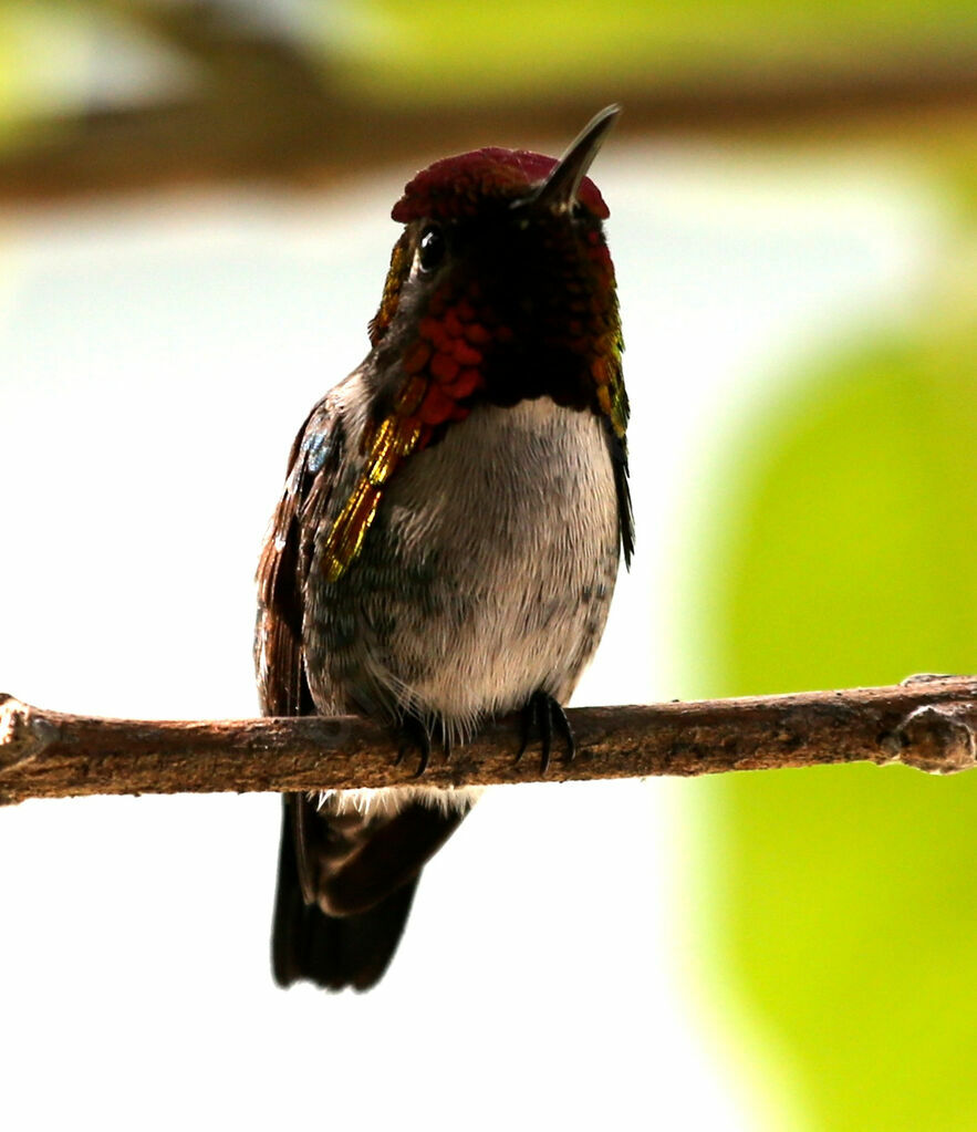 Colibri d'Helen