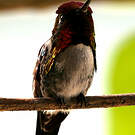 Colibri d'Helen
