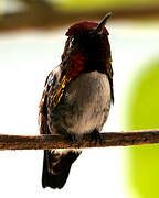 Bee Hummingbird