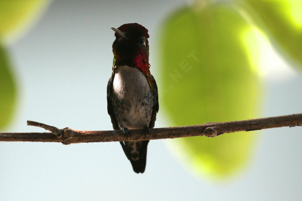 Colibri d'Helen