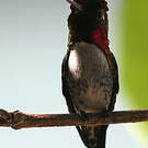 Colibri d'Helen
