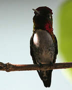 Bee Hummingbird