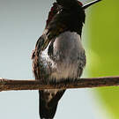 Colibri d'Helen