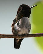 Bee Hummingbird