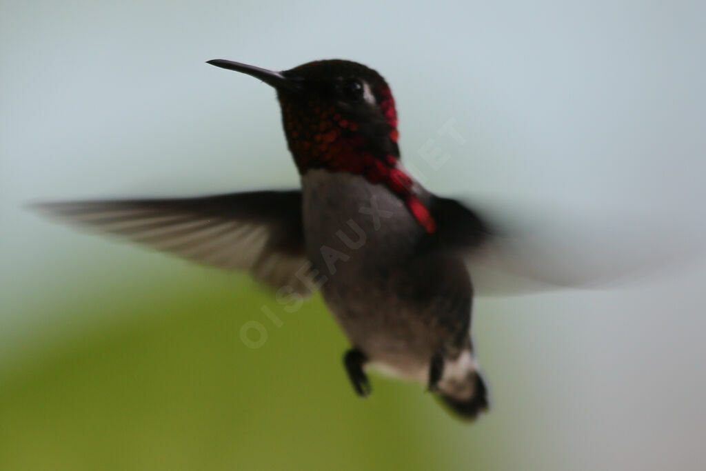 Bee Hummingbird